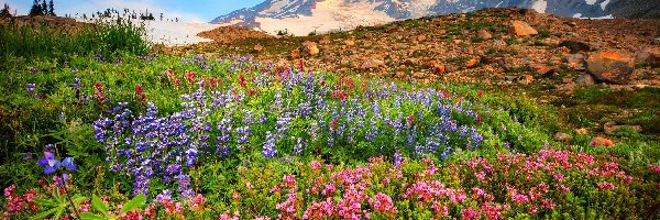 Kamienie, Stratowulkan Mount Rainier, Góry Kaskadowe, Stan Waszyngton, Stany Zjednoczone, Łąka, Kwiaty