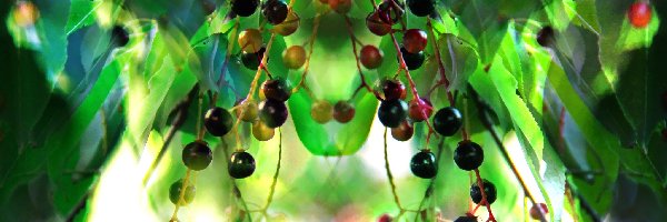 Liście, Jagody, Kolorowe