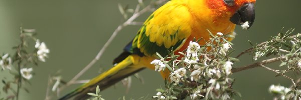 Papuga, Krzew, Kwitnący, Żółta