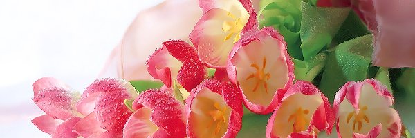 Tulipany, Rosy, Krople, Różowe