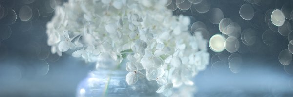 Białe, Bokeh, Kwiaty, Hortensja
