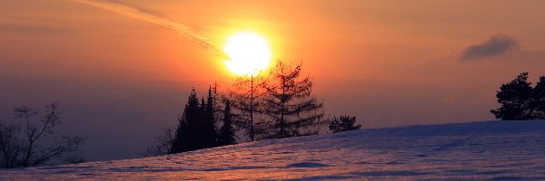 Słońca, Zima, Drzewa, Zachód