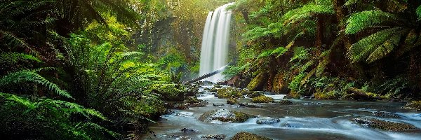 Paprocie, Stan Wiktoria, Australia, Park Narodowy Great Otway, Wodospad Hopetoun Falls, Las, Rzeka Aire