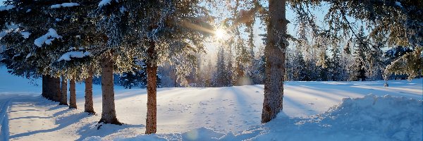 Zima, Drzewa, Las, Promienie słońca, Śnieg