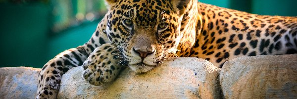 Zoo, Kamienie, Jaguar