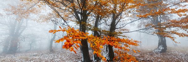 Jesień, Liście, Drzewa, Śnieg, Mgła