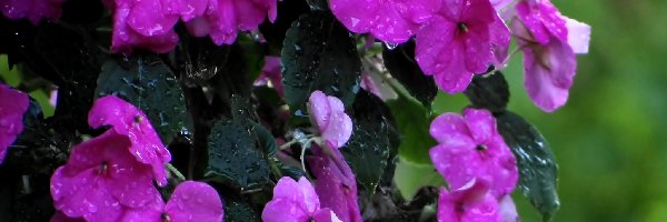 Fioletowe, Kwiaty, Pnące, Deszczu, Krople
