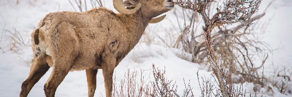 Śnieg
, Krzew, Muflon