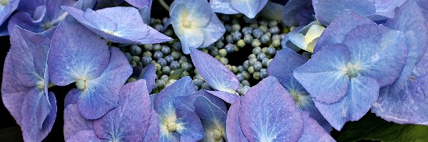 Ogrodowa, Hortensja, Niebieska