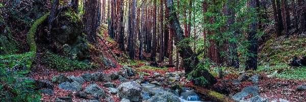 Stany Zjednoczone, Park Narodowy Redwood, Drzewa, Drzewa, Las, Kalifornia, Strumień