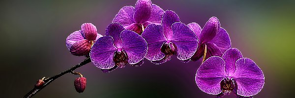 Różowa, Orchidea