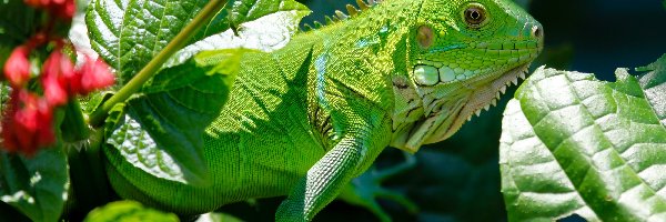 Rośliny, Iguana, Jaszczurka