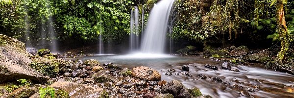 Roslinność, Indonezja, Las, Wyspa Bali, Wodospad Yeh Ho Waterfall, Rzeka, Kamienie