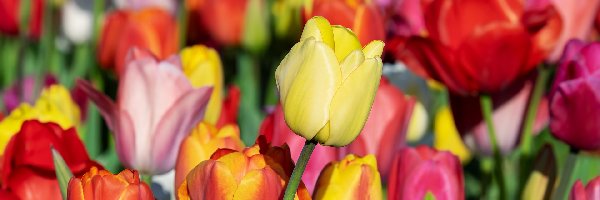 Tulipany, Rozmyte tło, Zbliżenie, Kwiaty