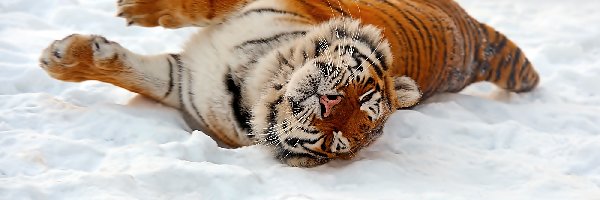 Śnieg, Tygrys, Leżący