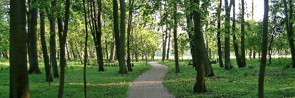 Drzewa, Ścieżka, Park