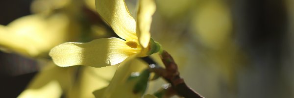 Kwiaty, Żółte, Forsycja