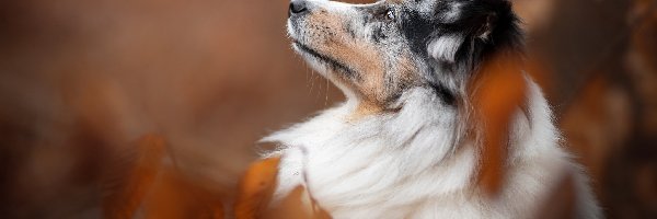 Owczarek australijski, Profil, Pies