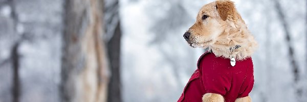 Pies, Czerwone, Golden retriever, Śnieg, Ubranko