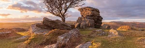 Hrabstwo Devon, Skały, Anglia, Park Narodowy Dartmoor, Kamienie, Drzewo