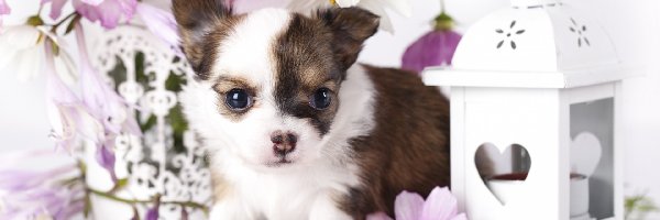 Pies, Chihuahua, Szczeniak, Kosmea, Kwiaty