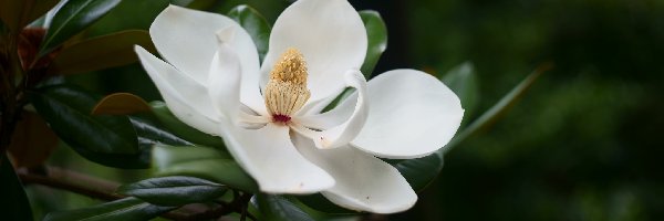 Gałązka, Rozwinięta, Pręciki, Liście, Biała, Magnolia wielkokwiatowa