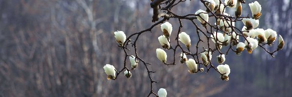 Magnolia, Gałązka, Kwiaty