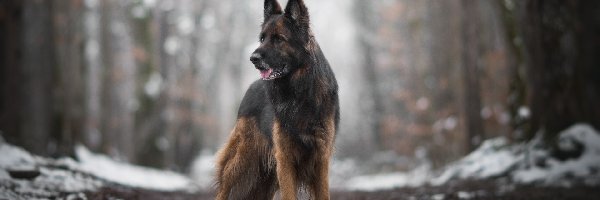 Pies, Ścieżka, Owczarek niemiecki, Śnieg, Drzewa