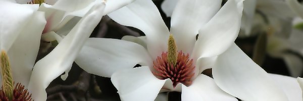 Kwiaty, Białe, Magnolia