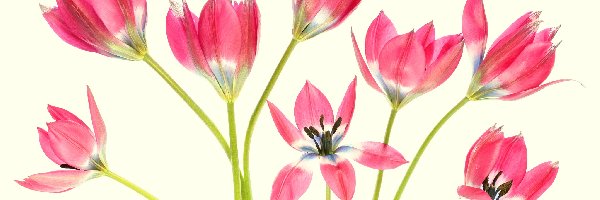 Tulipany, Kwiaty, Czerwone, Tło, Jasnożółte