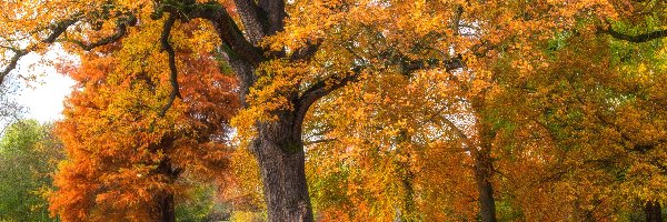 Drzewa, Jesień, Gałęzie, Park