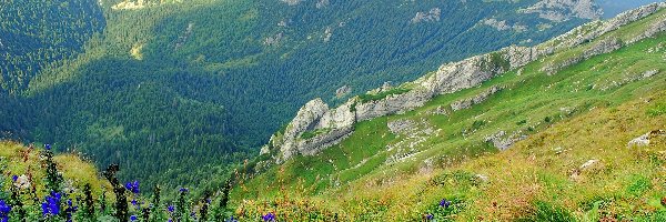 Góry, Roślinność, Lasy, Polska, Tatry