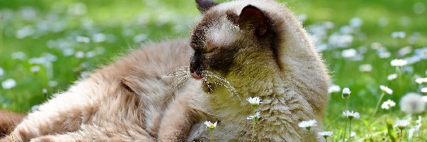 Stokrotki, Kwiatki, Kot brytyjski krótkowłosy