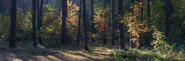 Las, Dróżka, Drzewa, Jesień