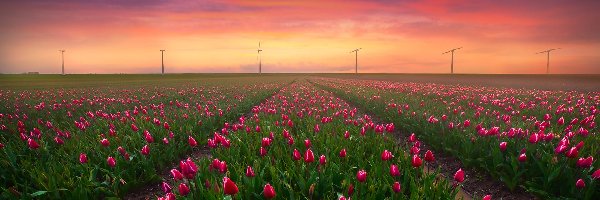 Wiatraki, Pole, Tulipany, Zachód słońca, Keukenhof, Holandia