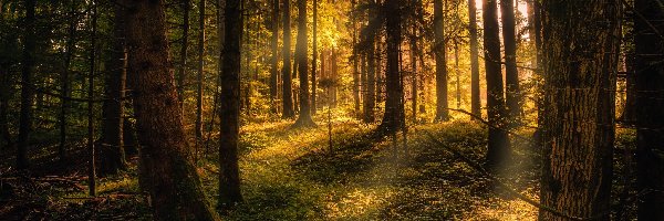 Drzewa, Góra Gehrenberg, Las, Przebijające światło, Badenia-Wirtembergia, Niemcy