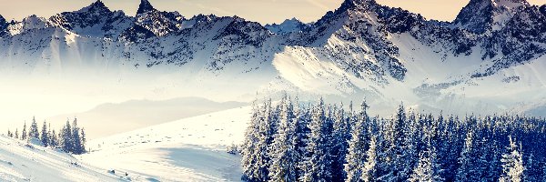 Zima, Drzewa, Ośnieżone, Śnieg, Góry