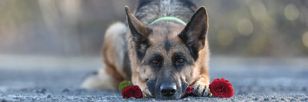 Leżący, Róże, Owczarek niemiecki, Pies