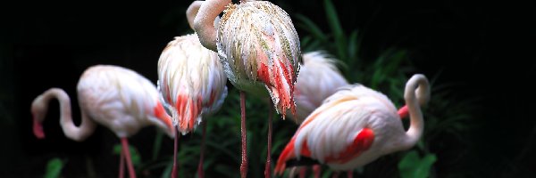 Rośliny, Flamingi