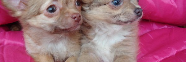 Chihuahua, Małe, Dwa
