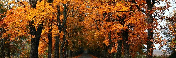 Jesień, Droga, Drzewa, Liście, Pożółkłe