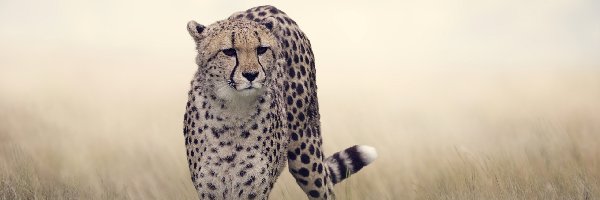 Gepard, Trawa