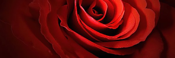 Napis, Róża, Walentynkowa