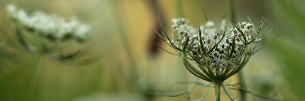 Kwiaty, Białe, Dzika marchew