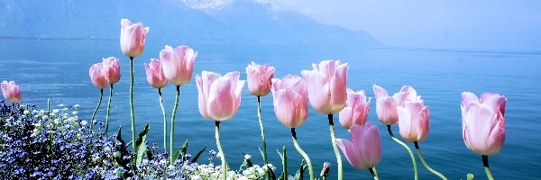 Wiosenne, Tulipany, Kwiaty, Góry, Niezapominajki