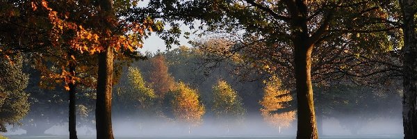 Park, Mgła, Drzewa, Jesień, Liście