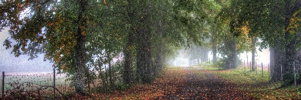 Droga, Liście, Drzewa, Jesień, Mgła
