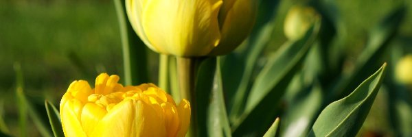 Wiosenne, Tulipany, Żółte, Kwiaty