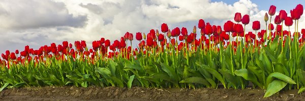 Tulipany, Woda, Uprawa, Czerwone