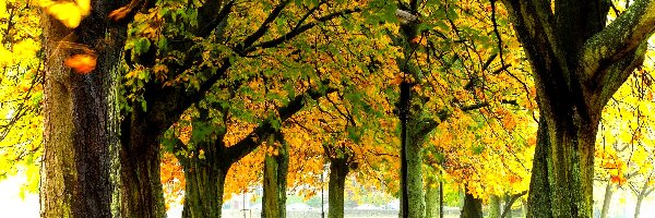 Drzewa, Alejka, Jesień, Park